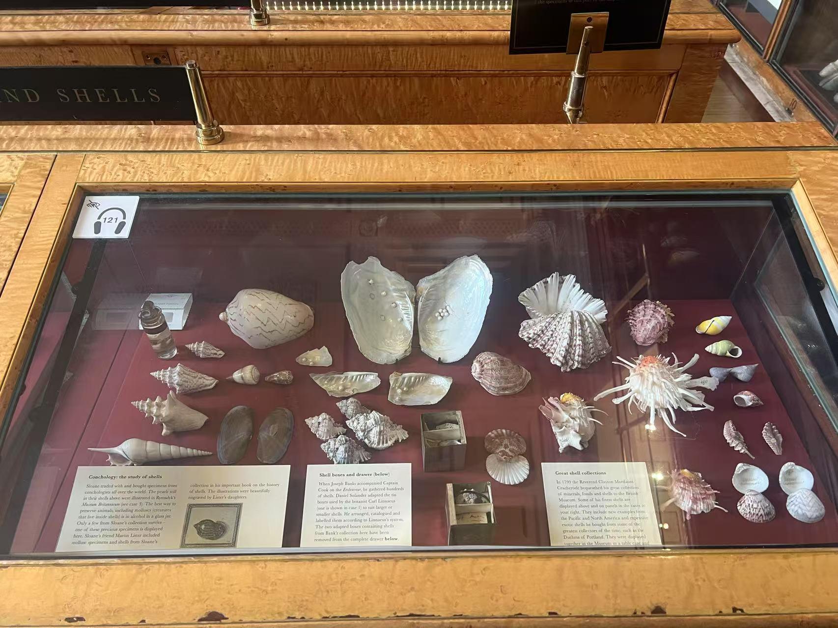 Colección de conchas